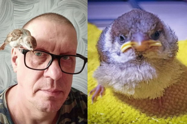 Воробей по кличке Сеня стал домашним питомцем новосибирца