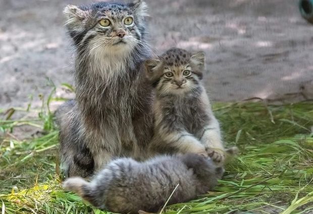 Талисманом Новогодней столицы России – 2023 может стать манул Снежинка