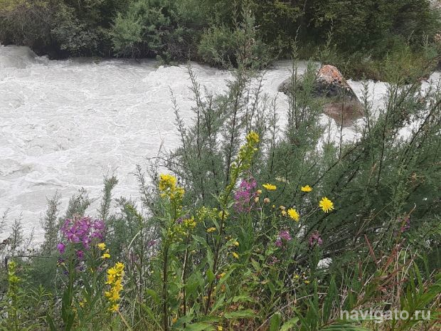 Коронавирус можно лечить чаем с добавками