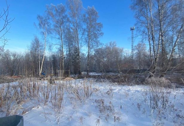 В поселке Ложок рядом с Академгородком рубят деревья