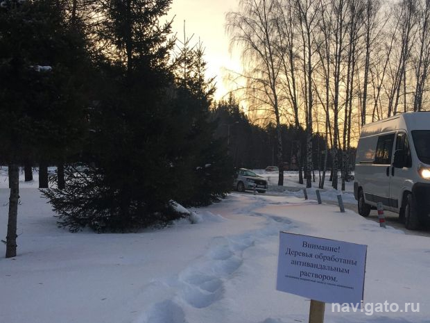 Антивандальную обработку хвойных деревьев проведут в Новосибирске