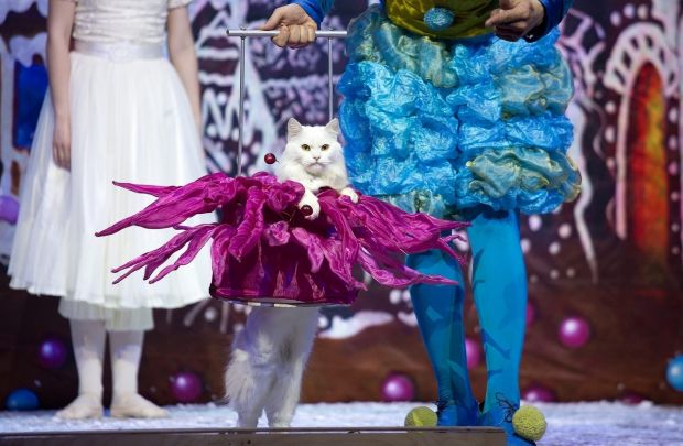Московский театр имени Куклачева привезет 50 кошек на спектакль «Щелкунчик»