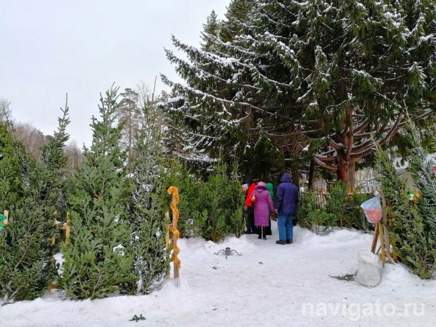 В Новосибирске закрывают «левые» елочные базары