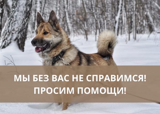 Приюту для бездомных собак в Академгородке срочно нужна помощь