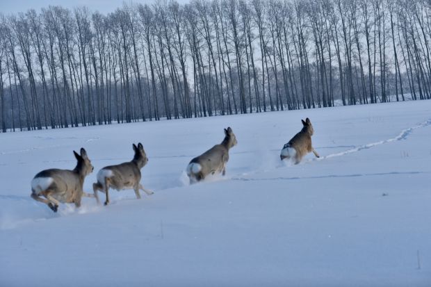 В регионе посчитают диких животных
