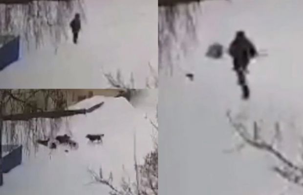 Шесть собак напали на ребенка в Первомайском районе