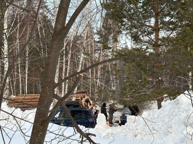 Евгений Шестернин рекомендовал мэру прекратить вырубку в Нижней Ельцовке
