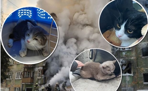После обрушения подъезда на улице Линейной спасли трех котов