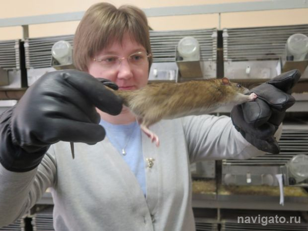 Учёные ИЦиГ СО РАН показали сотое поколение дружелюбных крыс