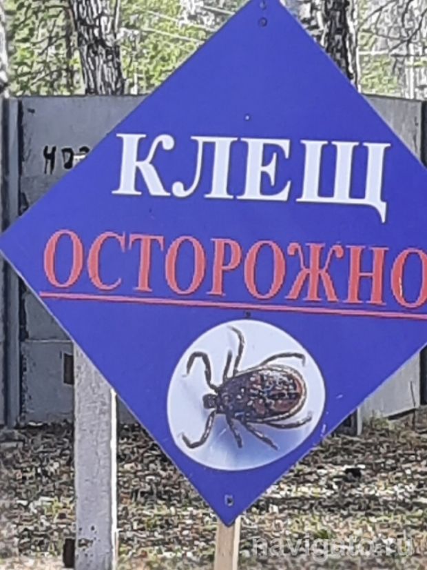 Роспотребнадзор призывает сделать прививки от клещевого энцефалита