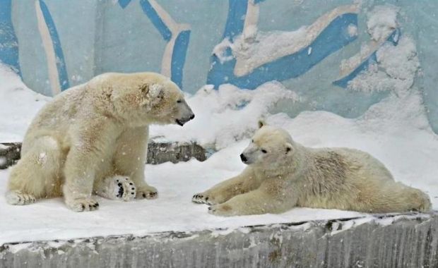 Норди и Шайна все еще живут в новосибирском зоопарке