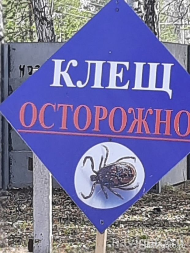 Акарицидная обработка территорий начнется в середине апреля