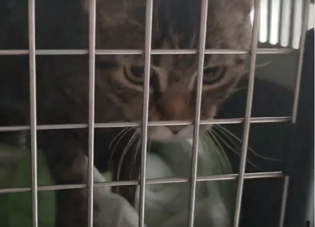 Сибирячка заберет спасенного на Донбассе кота