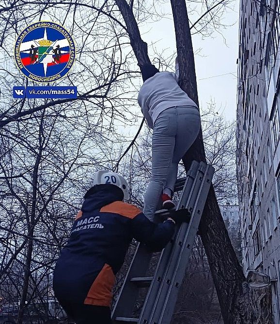 Жительница Советского района пыталась спасти кошку и застряла на дереве