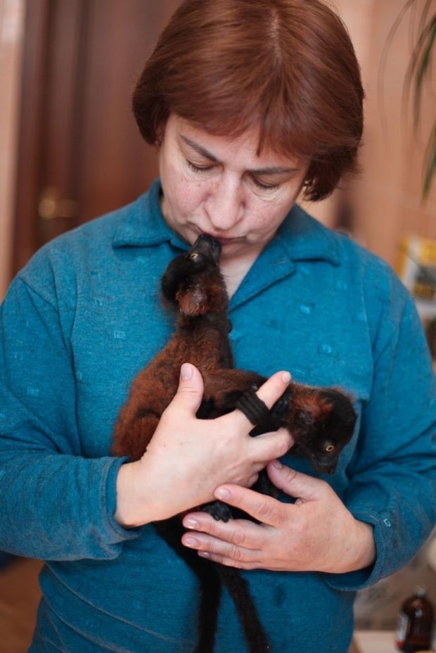 В Новосибирском зоопарке люди выкармливают детенышей лемуров