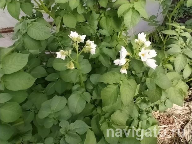 Жители Советского района могут посадить картофель в Искитимском районе