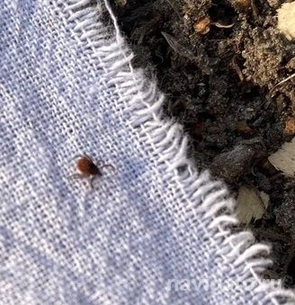 28 жителей Советского района пострадали от покусов клещей