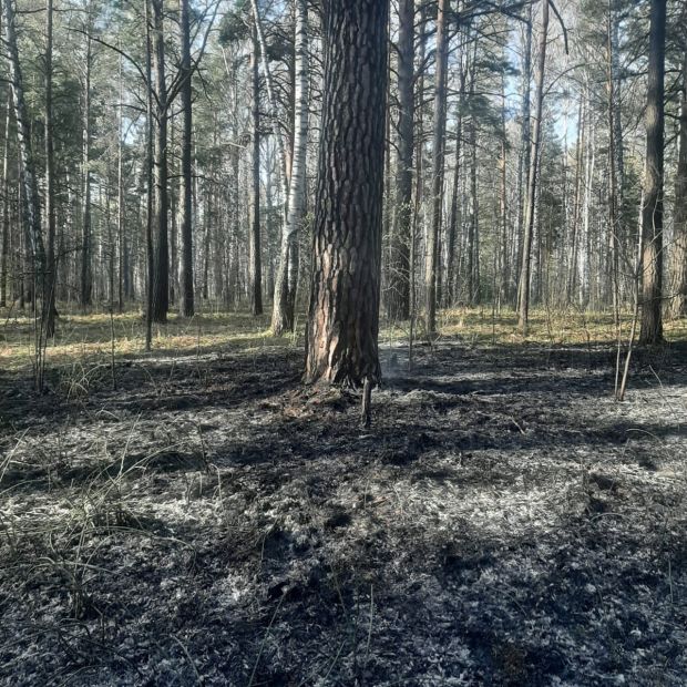 Неизвестные подожгли хвойную подстилку в Нижней Ельцовке