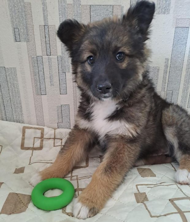 Найденный возле отдела полиции щенок обрел дом