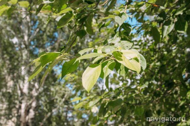 Яндекс Погода дала прогноз на выходные 3-4 июня в городах-миллионниках