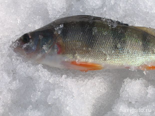 Названы самые распространенные паразиты у сибиряков