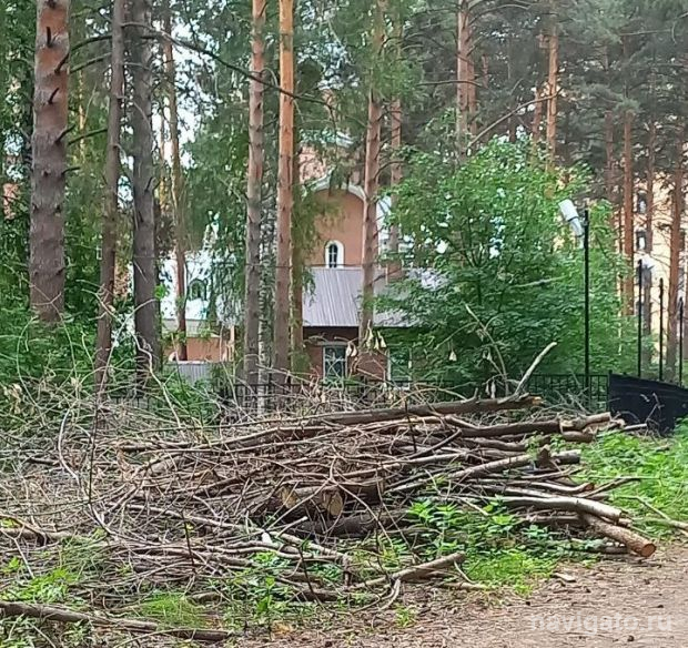 Прокуратура заинтересовалась старыми ветками в лесу микрорайона Щ