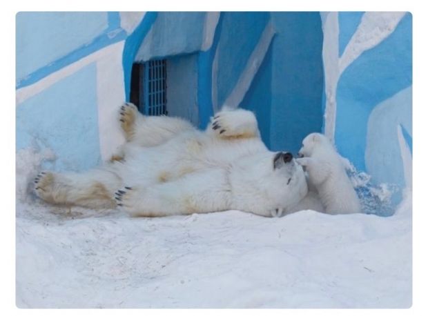 Белым медвежатам дадут имена в День города