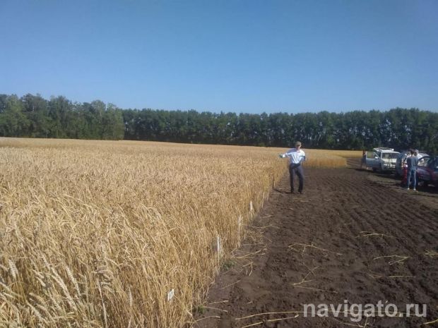 Новосибирские аграрии пересевают погибшие от засухи культуры