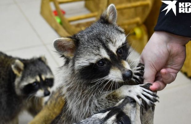 Пожилой енот Степан станет отцом