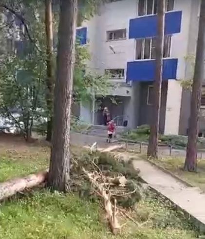 Огромная сосна рухнула на детскую площадку на улице Разъездной
