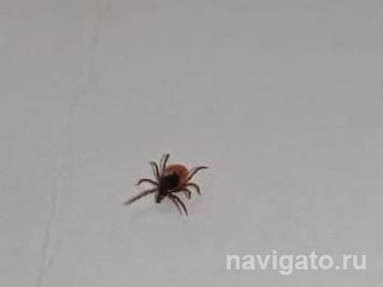 Роспотребнадзор опубликовал список районов с самыми активными клещами