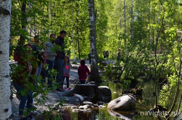 Редкие в городе водяные курочки поселились на пруду с утками