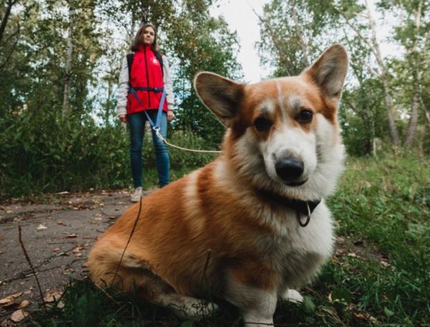 Идеальное решение для временного размещения ваших питомцев