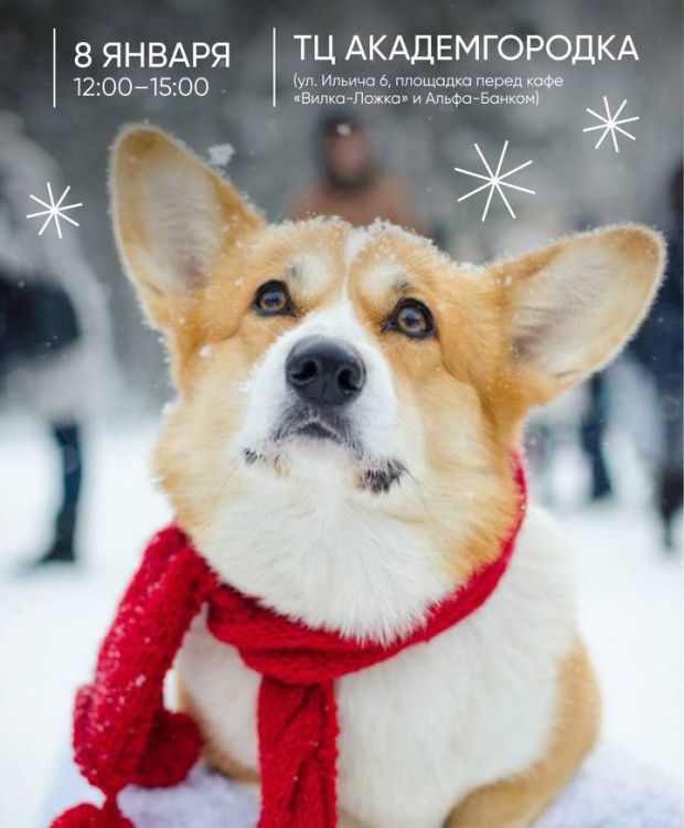 Благотворительную фотосессию в пользу бездомных собак проведут в Академгородке