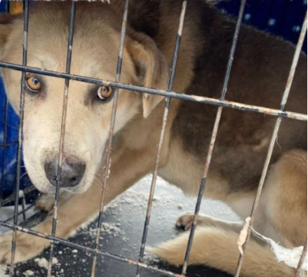 Спасатели вызволили голодных собак с острова Кораблик