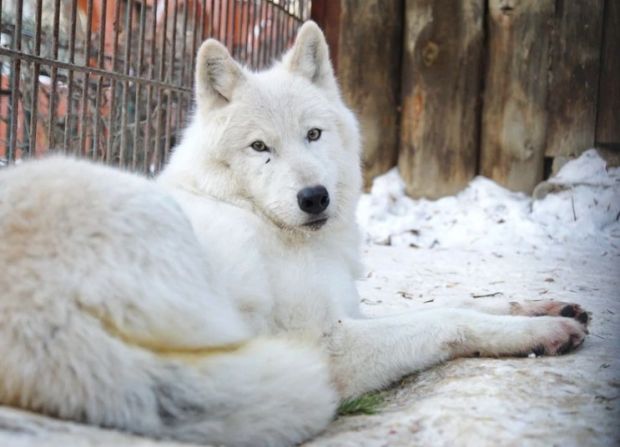 Новосибирский зоопарк продал в частное владение полярных волков