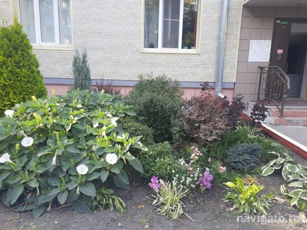 Жителей Советского района научат озеленять дворы