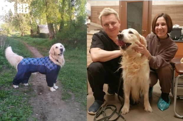 Новосибирский ветеринар помог ретриверу из Перми