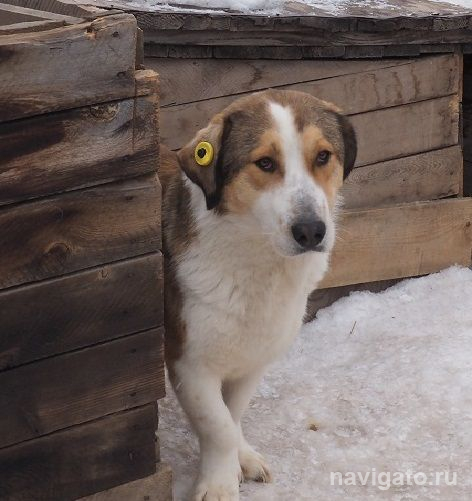 У новосибирцев узнают отношение к эвтаназии бездомных животных