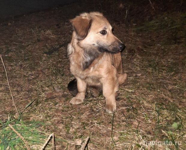 В Новосибирской области обсуждается введение эвтаназии для бездомных собак