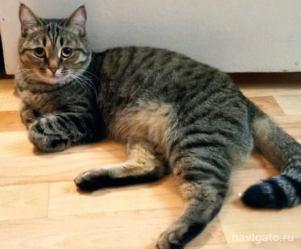 Скорая ветеринарная помощь начала работать в Новосибирске