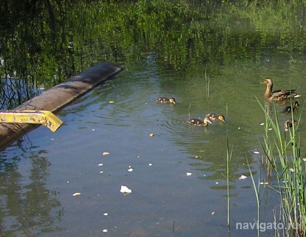 Жители Шлюза просят минприроды НСО переселить бобра