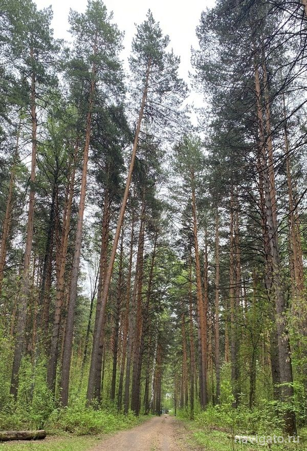 В МЧС рассказали, как правильно ходить в лес