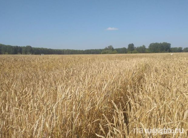 Альтернативу химическим пестицидам создают ученые из Академгородка