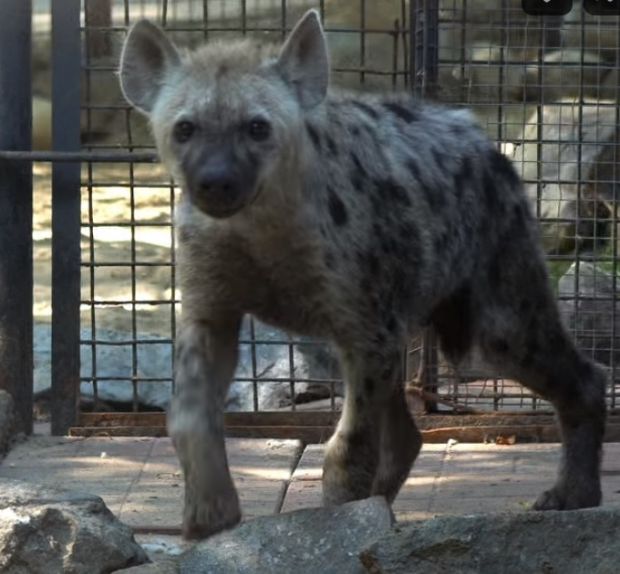 Пятнистых гиен доставили в Новосибирский зоопарк