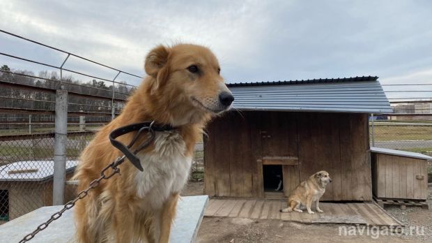 Недобросовестных владельцев животных планируют штрафовать