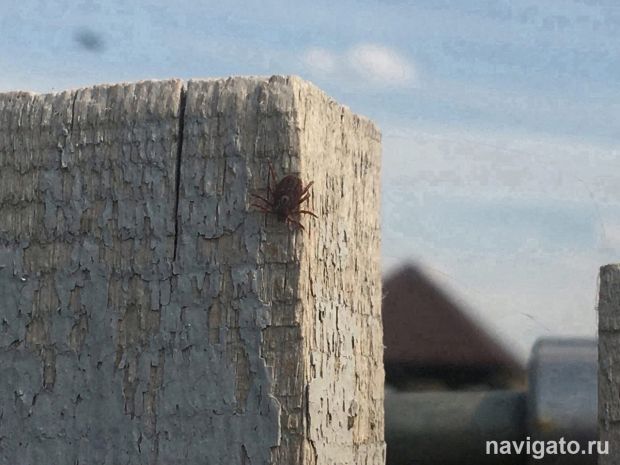 Советский район ушел из лидеров антирейтинга по покусам клещами