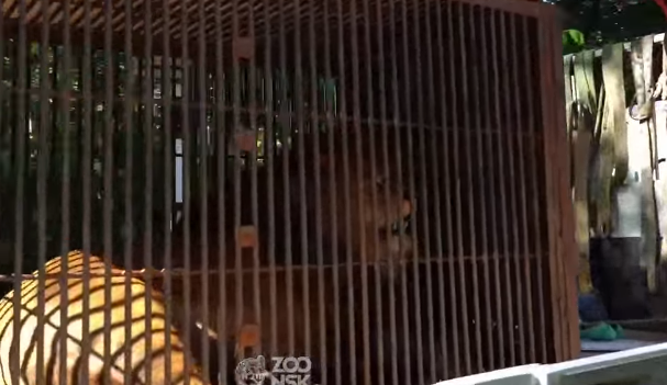 Царя зверей Ричарда привезли в Новосибирск