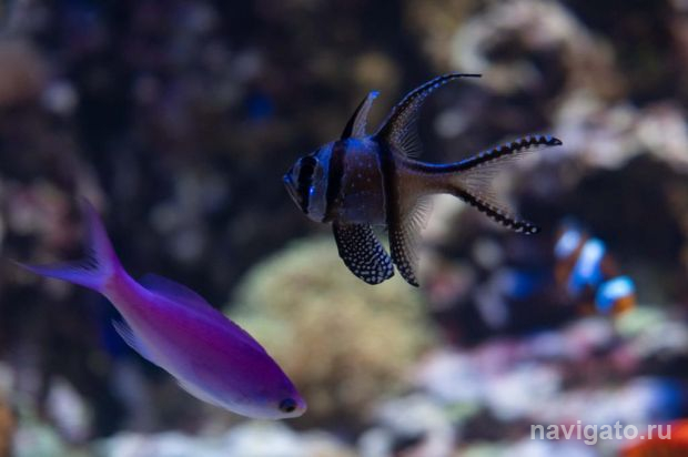 В Новосибирской области сохраняется высокая численность описторхов