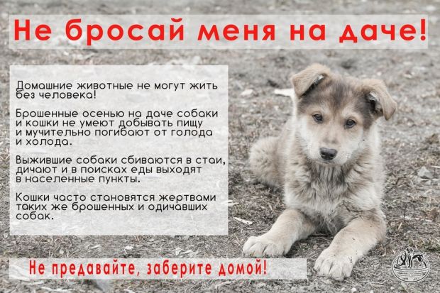 Новосибирцев просят не бросать своих животных на даче